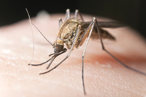 With short-term prophylaxis for malaria on the wane new research priorities include malaria elimination and eradication Photo by iStockphoto