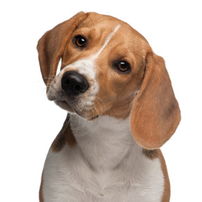 In the Netherlands a beagle was trained to identify less-thanigreater-thanC difficileless-thanslashigreater-than by sniffing stool samples and even patients themselves Photo from iStockphoto