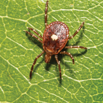 The number of suspected cases of alpha-gal syndrome has risen sharply since 2010 especially in states home to lone star ticks Image by ondreicka
